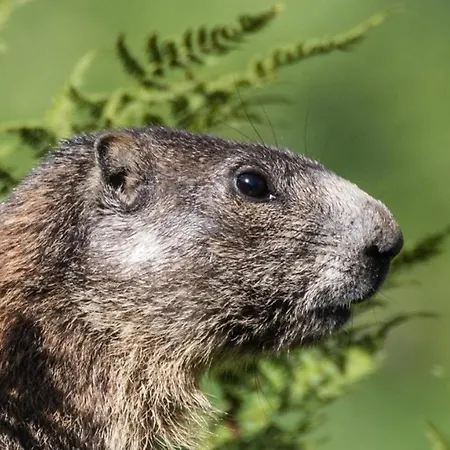 Apartament Haus Timmler *