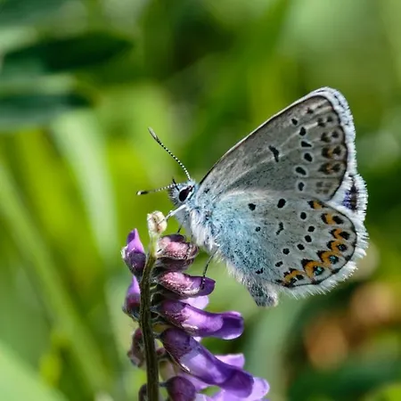 Haus Timmler * Sankt Anton am Arlberg