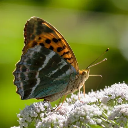 Haus Timmler Apartment Sankt Anton am Arlberg