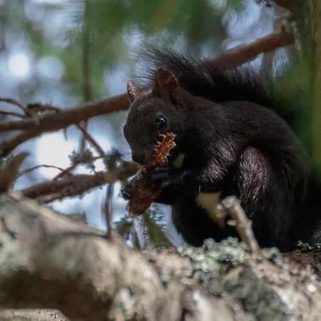 Apartment Haus Timmler Sankt Anton am Arlberg