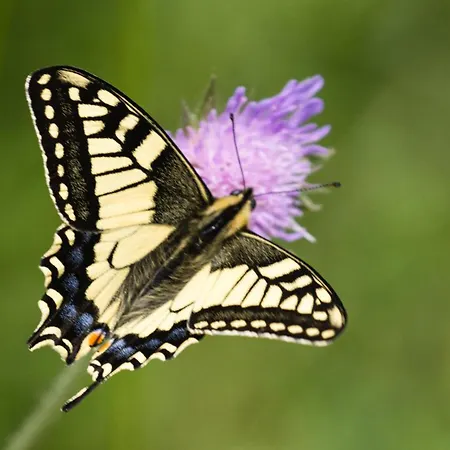Haus Timmler * Sankt Anton am Arlberg