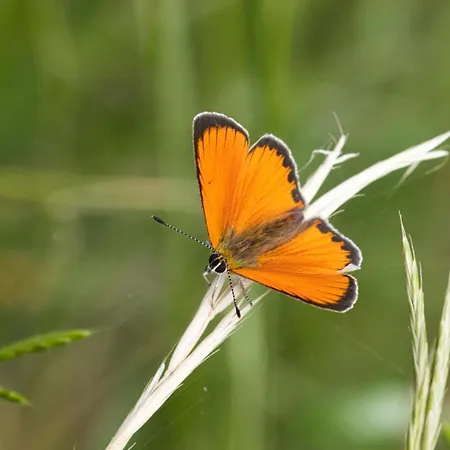 Haus Timmler Sankt Anton am Arlberg