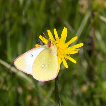 Apartment Haus Timmler Sankt Anton am Arlberg