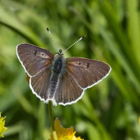 Apartment Haus Timmler