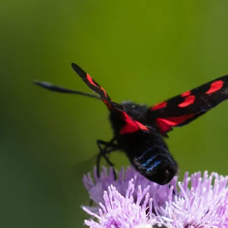 Haus Timmler * Sankt Anton am Arlberg