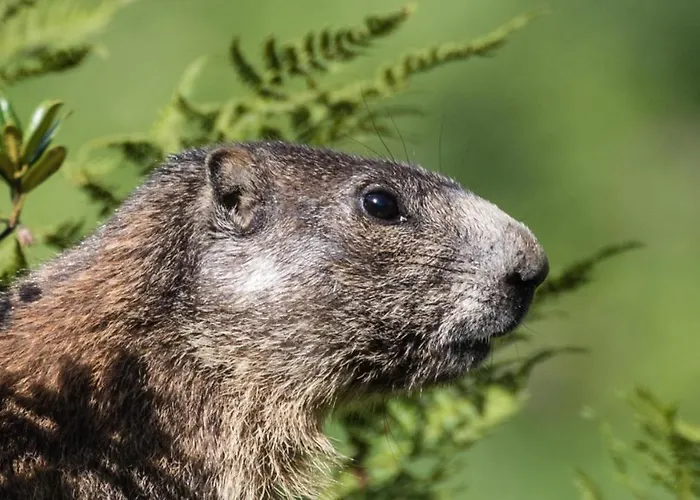 Apartamento Haus Timmler *