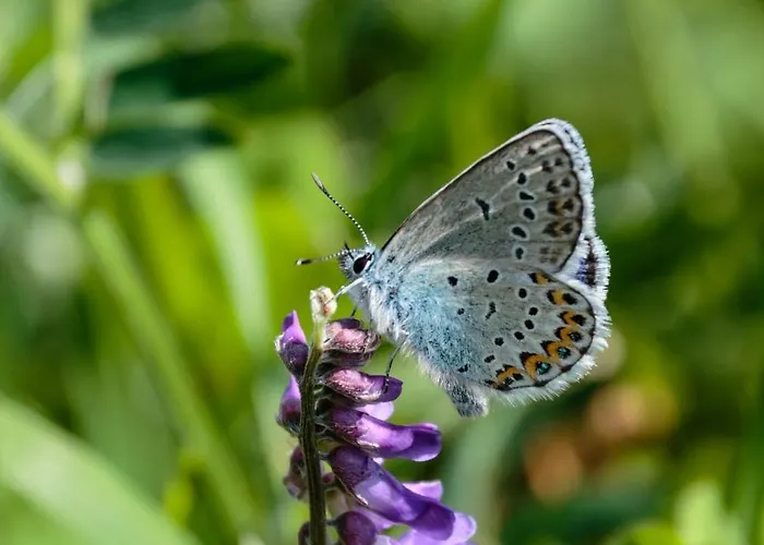 Haus Timmler * Sankt Anton am Arlberg