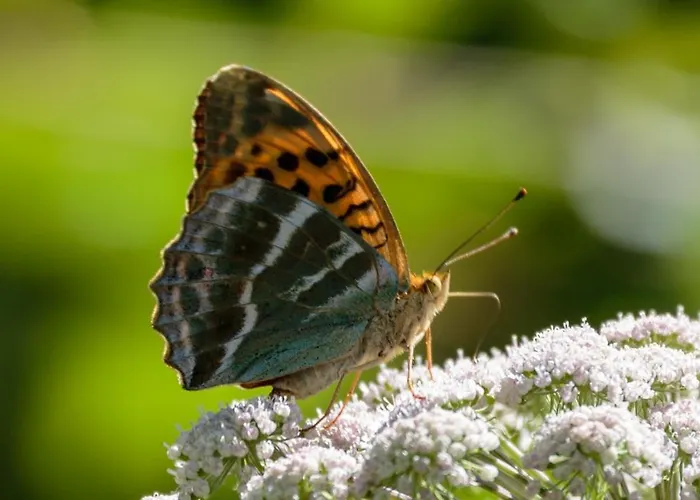Haus Timmler Apartamento Sankt Anton am Arlberg