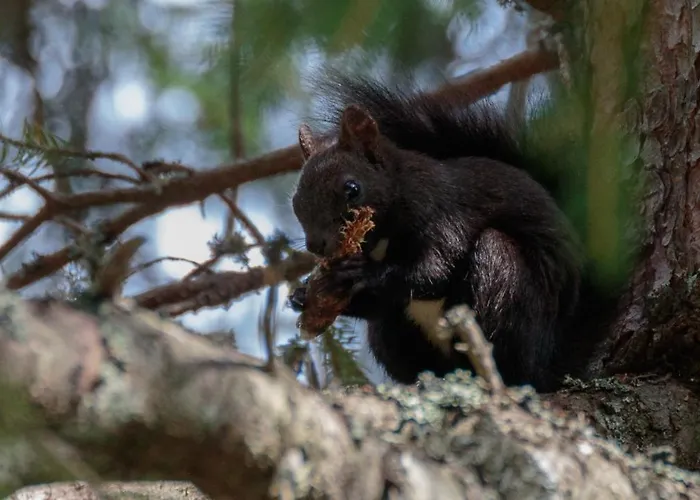 Apartamento Haus Timmler Sankt Anton am Arlberg