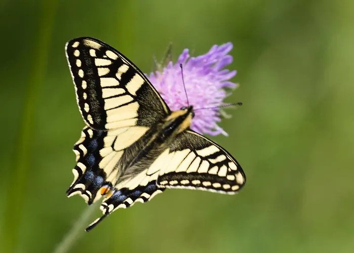 Haus Timmler * Sankt Anton am Arlberg