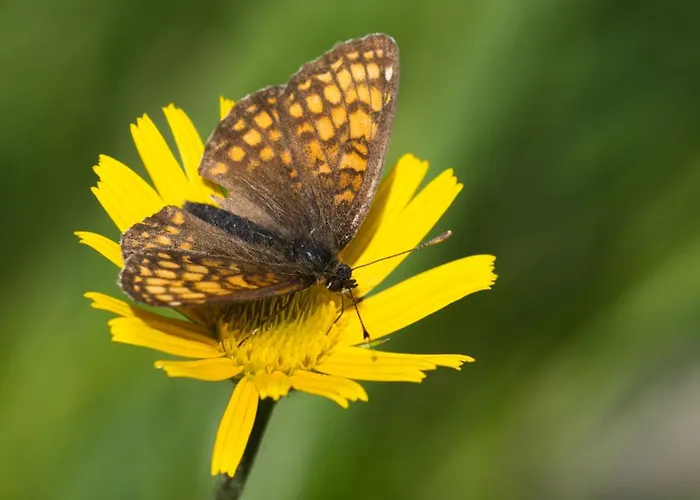 Apartamento Haus Timmler Sankt Anton am Arlberg