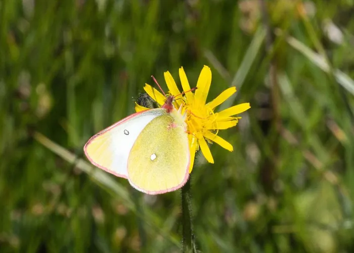 Apartamento Haus Timmler Sankt Anton am Arlberg