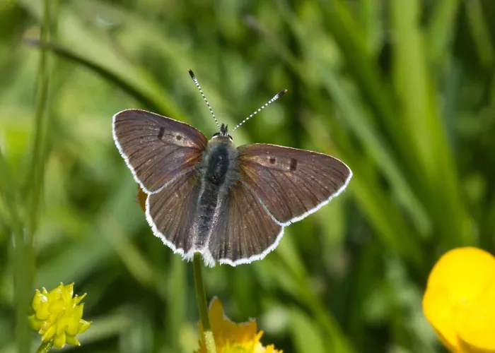 Apartamento Haus Timmler