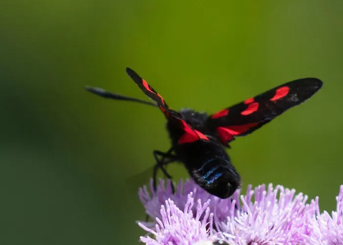 Haus Timmler * Sankt Anton am Arlberg